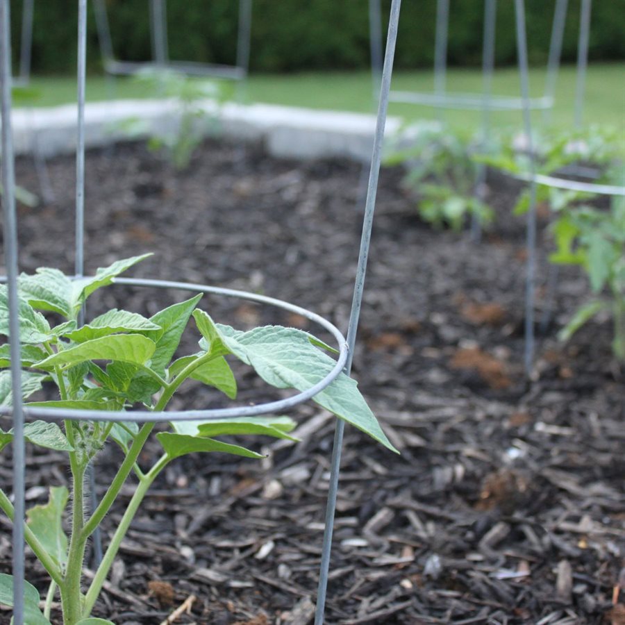 Wire Tomato Cage Galvanized 3-Ring 33x12